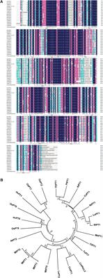 Overexpression of Phosphate Transporter Gene CmPht1;2 Facilitated Pi Uptake and Alternated the Metabolic Profiles of Chrysanthemum Under Phosphate Deficiency